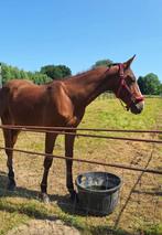 Lieve Jaarling hengst te koop, Dieren en Toebehoren, Paarden, Gechipt, Springpaard, Niet van toepassing, 0 tot 2 jaar
