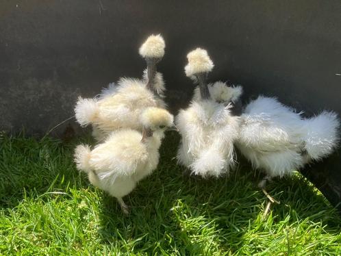 Naakthals Zijdehoen kuikens, Dieren en Toebehoren, Pluimvee, Kip, Geslacht onbekend