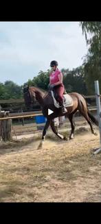 Allround Zwarte Parel ruin 6 jr, Ruin, L, 160 tot 165 cm, 3 tot 6 jaar