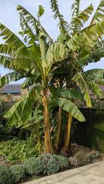 Bananenplant Musa Basjoo, Tuin en Terras, Planten | Tuinplanten, Ophalen, Vaste plant, Overige soorten, Volle zon