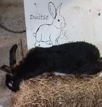 Iemand zwarte otter ram om mee te ruilen, Dieren en Toebehoren, Mannelijk, Groot, 0 tot 2 jaar
