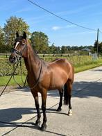 Aangeboden D-pony merrie 14j, Dieren en Toebehoren, Minder dan 160 cm, Dressuurpaard, L, 11 jaar of ouder