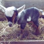 Chèvre toy à vendre, Dieren en Toebehoren, Overige Dieren, Meerdere dieren