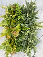 Varens mix, Tuin en Terras, Planten | Tuinplanten, Ophalen, Vaste plant, Varens, Halfschaduw