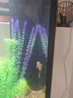 Jonge pleco's te koop, Ophalen, Zo goed als nieuw