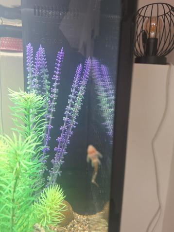 Jonge pleco's te koop  beschikbaar voor biedingen