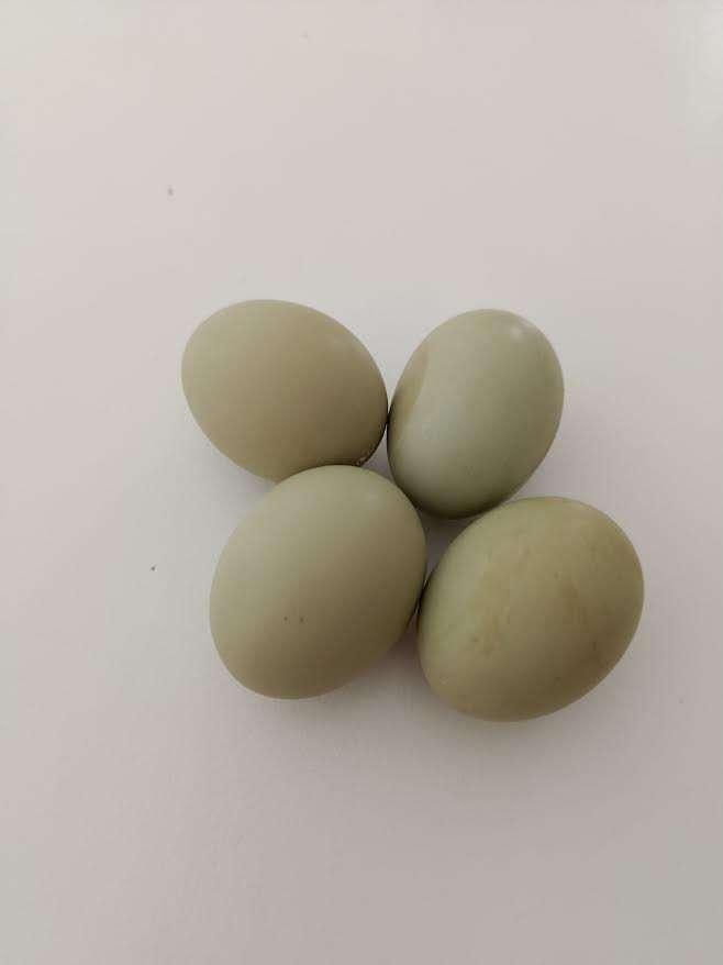 araucanes à queue boulonnée action 5+1 gratuite 0499/082381, Animaux & Accessoires, Volatiles, Poule ou poulet, Femelle