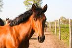 Spaanse merrie , 12 jaar voor gevorderde ruiter, Dieren en Toebehoren, Paarden, Minder dan 160 cm, B, 11 jaar of ouder, Recreatiepaard