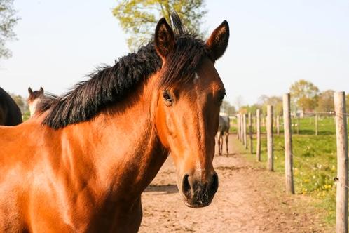 Spaanse merrie , 12 jaar voor gevorderde ruiter, Dieren en Toebehoren, Paarden, Merrie, B, Minder dan 160 cm, 11 jaar of ouder
