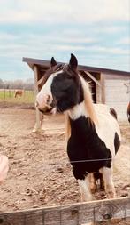 Tinker/Irish cob te koop, Animaux & Accessoires, Chevaux, Jument, Non dressé, Vermifugé, 3 à 6 ans