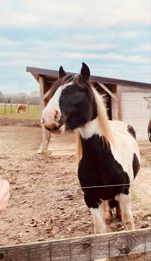 Paard, Animaux & Accessoires, Chevaux, Jument, Non dressé, 3 à 6 ans, Avec puce électronique, Vermifugé, Vacciné