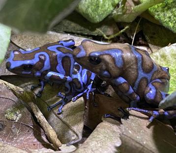 Dendrobates Auratus Super Blue disponible aux enchères