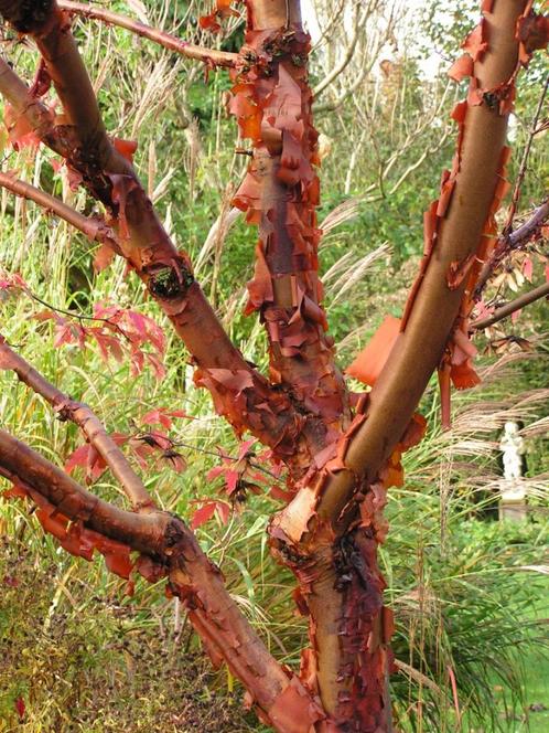 Acer griseum, Tuin en Terras, Planten | Bomen, Lente, Ophalen