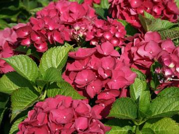 Hydrangea macrophylla /Boerenhortensia - versch. varianten beschikbaar voor biedingen