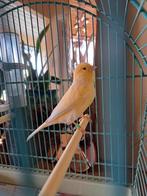 Kanarieman, Dieren en Toebehoren, Vogels | Kanaries, Mannelijk, Zangkanarie