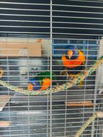 2 lori's, Dieren en Toebehoren, Vogels | Parkieten en Papegaaien, Geringd