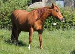 Pension cheval, Dieren en Toebehoren, Stalling en Weidegang, 1 paard of pony