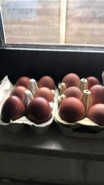 Broedeieren marans te koop, Dieren en Toebehoren, Pluimvee, Kip