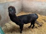 Alpaca man gratis, Animaux & Accessoires, Volatiles