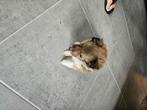 Sheltie puppy teefje, Dieren en Toebehoren, Honden | Herdershonden en Veedrijvers, Fokker | Hobbymatig, 8 tot 15 weken, Eén hond