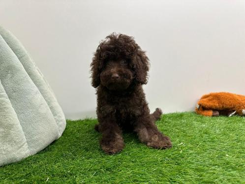 Dwergpoedel pups, Dieren en Toebehoren, Honden | Chihuahua's en Gezelschapshonden, Meerdere dieren, Poedel, Fokker | Professioneel