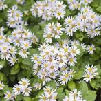 aster ashvii, Tuin en Terras, Ophalen