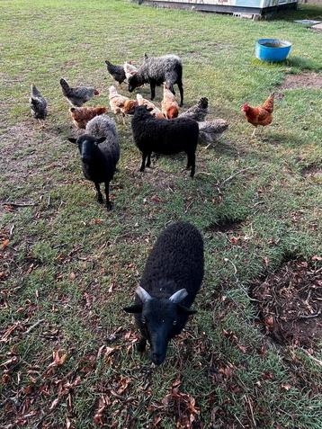Quessant schapen