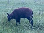 Ramlammeren, Dieren en Toebehoren, Schapen, Geiten en Varkens, Mannelijk, Schaap, 0 tot 2 jaar