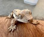 Wimpergekko’s *2025*, Dieren en Toebehoren