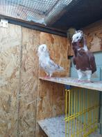Ik zoek kapucijn duivinnen, Dieren en Toebehoren