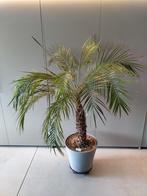 Palmier Phoenix Roebelenii Dattier nain Palmboom, Jardin & Terrasse, Plantes | Arbres, Enlèvement, Palmier
