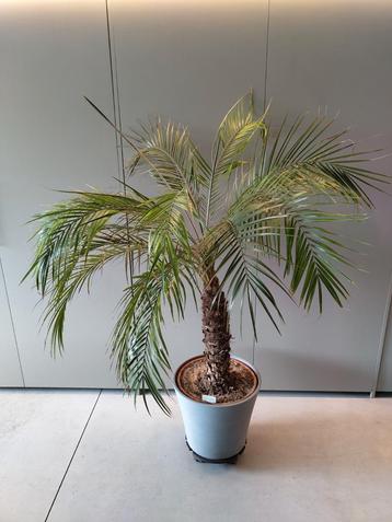 Palmier Phoenix Roebelenii Dattier nain Palmboom disponible aux enchères