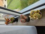 Cactus, Maison & Meubles, Plantes d'intérieur, Enlèvement