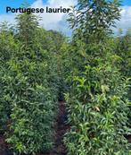 Portugese laurier promo, Tuin en Terras, Ophalen, Laurier
