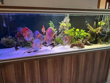 Aquarium aquaatlatis 850L, Enlèvement, Comme neuf