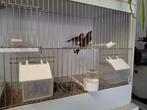 Japanse nachtegalen., Animaux & Accessoires, Oiseaux | Oiseaux Autre, Oiseau chanteur sauvage, Bagué