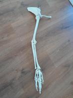 Skelet schouder anatomie, Ophalen of Verzenden