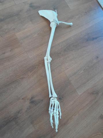 Skelet schouder anatomie, Enlèvement ou Envoi