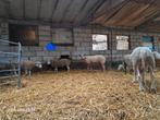Mouton mâle,  texel , île de France,  rouge de l'ouest, Mouton, Mâle