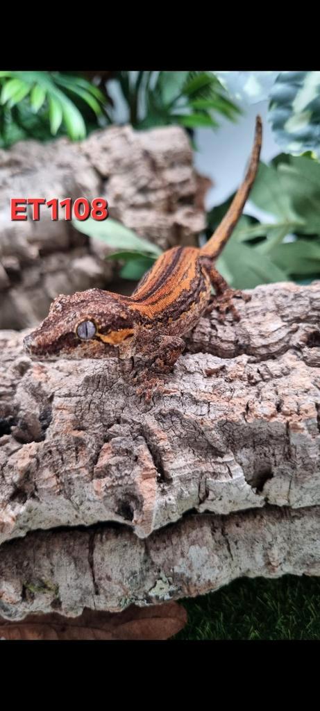 Rhacodactylus Auriculatus Gargoyle Gecko, Dieren en Toebehoren, Reptielen en Amfibieën