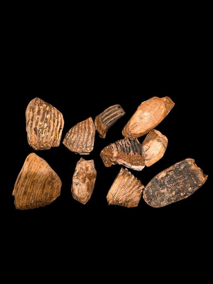 Groot lot mammoet kiezen uit de noordzee 10 stuks., Verzamelen, Mineralen en Fossielen, Fossiel, Ophalen of Verzenden