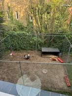 2 kippen en een haan en wen metaien ren, Ophalen, Zo goed als nieuw