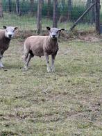 dekbok kruising bleu de maine, Dieren en Toebehoren, Schapen, Geiten en Varkens