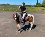 Lieve bonte D-pony merrie, Dieren en Toebehoren, Pony's, Merrie