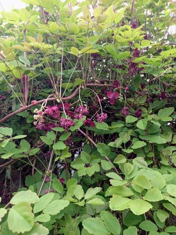 klimplant akebia quinata of schijnaugurk