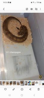 Koningspython ball Python python regius plus v70 rack dubbel, Dieren en Toebehoren, Reptielen en Amfibieën