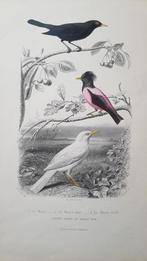 5 kleurrijke vogelposters van F.fournier imp. lamoureux, Verzamelen, Boekenleggers, Ophalen of Verzenden, Zo goed als nieuw