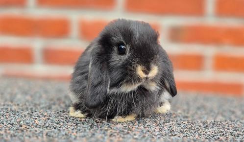 NHD Ram, Dieren en Toebehoren, Konijnen, Dwerg, Mannelijk, 0 tot 2 jaar, Hangoor
