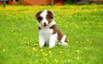 Prachtige bruin tricolor Border Collie pupje, CDV (hondenziekte), Meerdere, 8 tot 15 weken, Meerdere dieren
