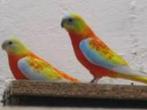OPALINE ROODBUIK, Dieren en Toebehoren, Vogels | Parkieten en Papegaaien, Meerdere dieren, Parkiet, Pratend